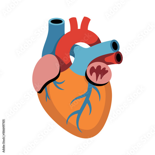 Anatomical illustration of a human heart with its various chambers and blood vessels.