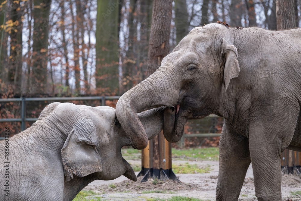 Fototapeta premium Asian elephants touching trunks in affectionate interaction
