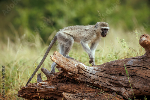 Vervet monkey walking on a log  in Greater Kruger National park, South Africa ; Specie Chlorocebus pygerythrus family of Cercopithecidae
