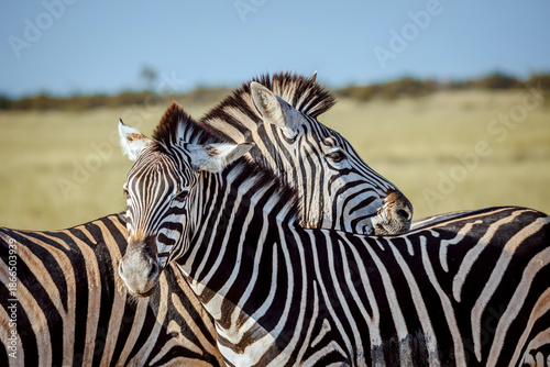 Two Plains zebra portrait bonding in Kruger National park, South Africa ; Specie Equus quagga burchellii family of Equidae