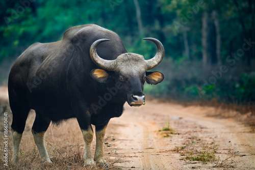 Photography A large male Indian Gaur