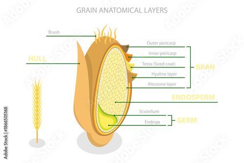 Photos 3D Isometric Flat  Illustration of Grain Anatomy, Bran, Endosperm, Germ, And Hul