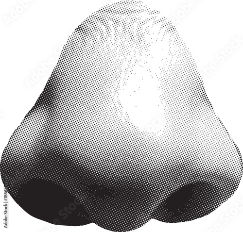 A solitary bell-shaped fruit rendered in a classic stippled black and white style