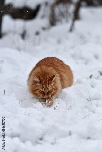 Playful orange funny tabby cat standing upright in snowy park, reaching forward with curious energy on a winter day.
