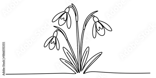 Continuous line art drawing of snowdrop flowers, a symbol of spring Vector, illustration