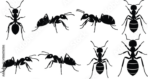 ant, silhouette, insect, pose, species, caste, worker, queen, black, white, icon, illustration, vector, design, symbol, nature, entomology, motion, anatomy, segmented