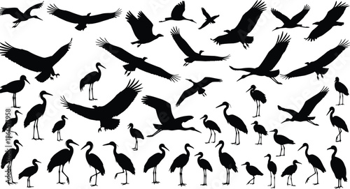 Black bird silhouettes set featuring various species flying and standing including storks ibises and large birds of prey for nature,