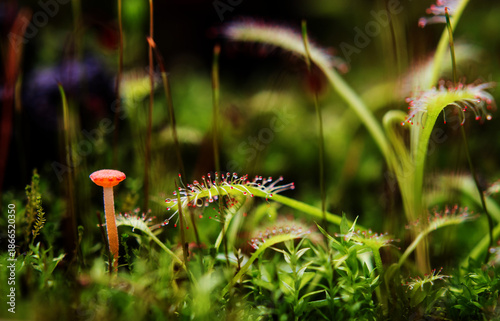 Sonnentau (Drosera) im Moos – Detailreiche Makroaufnahme einer Karnivorenpflanze