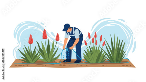 Gardener Connecting Irrigation System For Blooming Red Hot Poker Plants