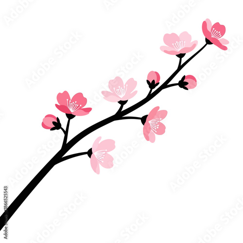 Pink cherry blossom branch with buds and open flowers on white background