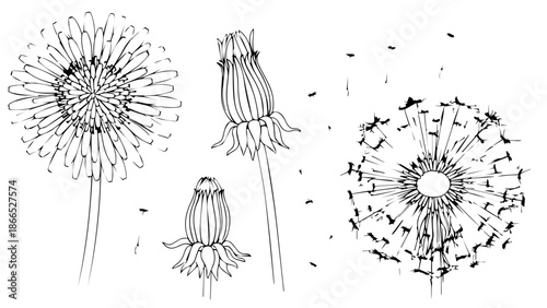 Dandelion lifecycle illustration isolated on white background, Vector