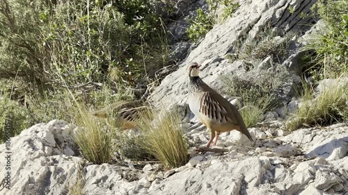 Freilebende Steinhühner (Alectoris) in den Seealpen