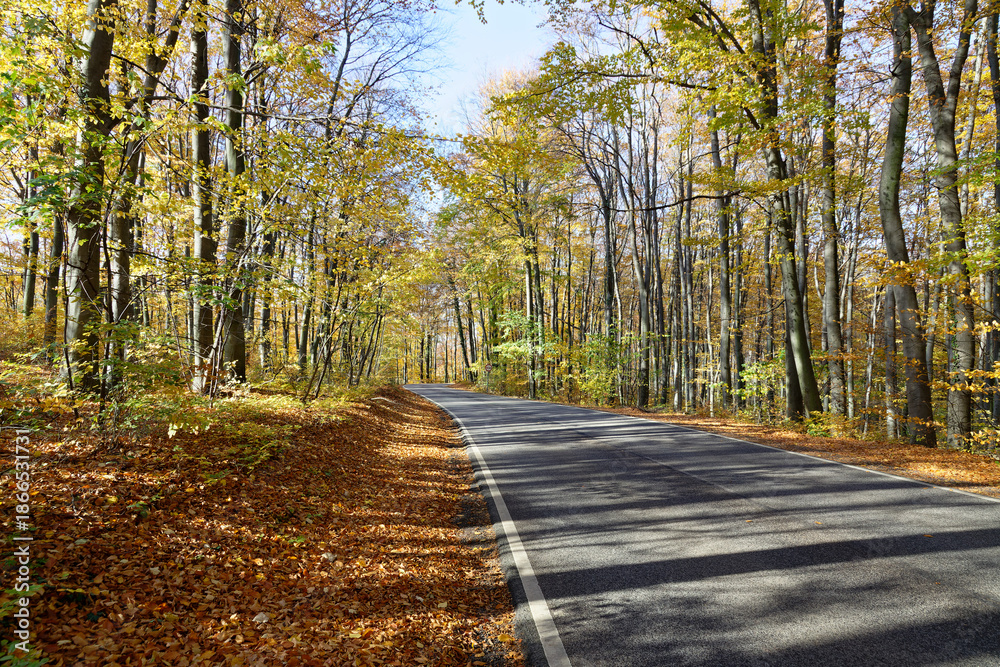 Fototapeta premium Autumn road winding through forest in Hungary with colorful leaves and clear sky