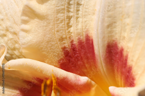 Close-Up Of Delicate Flower Petal With Pink And Cream Tones In A Warm Soft Glow