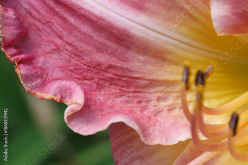 Close Up Of Pink And Yellow Flower Petal With Stamen And Soft Background
