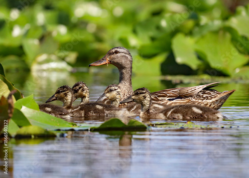 Mother duck and her ducklings swimming happily at the marsh surrounded by green lily pads.