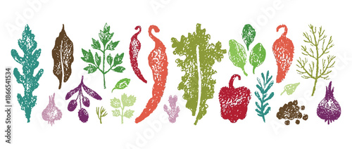 Spice vector set with hand drawn sketch crayon vegetables and herbs including ginger, parsley, rosemary, basil, garlic, paprika, pepper, arugula and olive, watercolor doodle food background