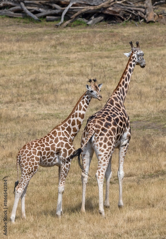 Obraz premium giraffe in the zoo