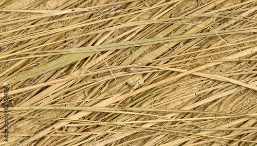Straw texture background