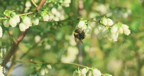 insects pollinate blueberries in  spring