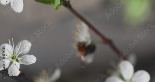 bee pollinates fruit trees in spring