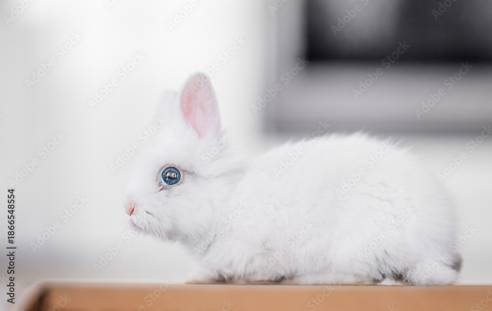 Obraz premium Fluffy white rabbit with blue eyes indoors, calm mood and soft daylight.