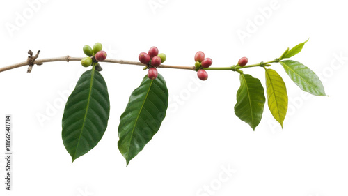 Coffee branch with ripe coffee cherries
