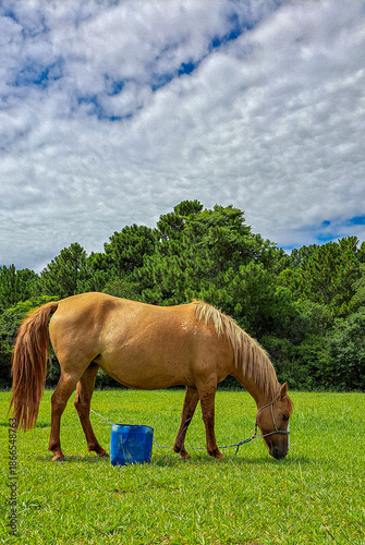 cavalo marrom no pasto