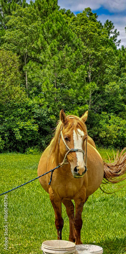 cavalo marrom com pelos brancos na cabeça