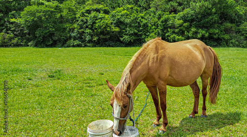 cavalo marrom bebendo água