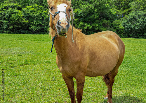 cavalo marrom com a cabeça levantada