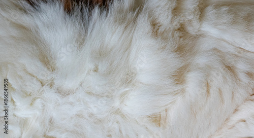 Bild auf Leinwand textura com pelo de gato