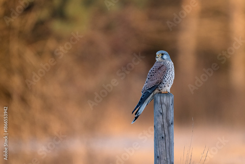 Wanderfalke auf Pfosten
