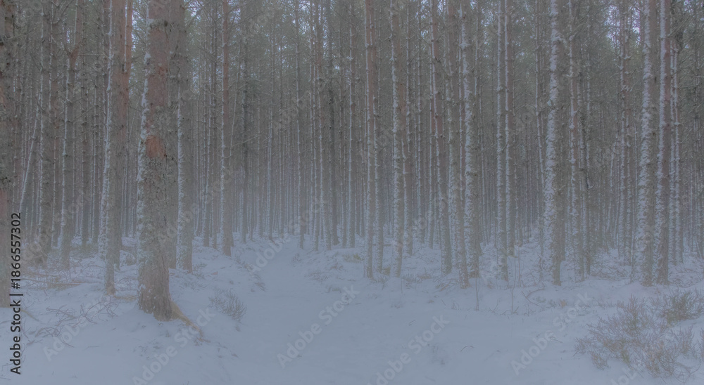 Obraz premium Heavy snow coming down through thick woodland at Linn of Dee, royal Deeside in winter