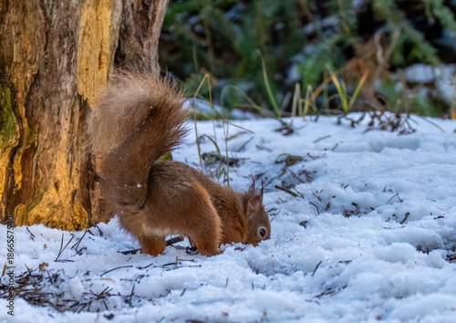 Photos Red squirrel in the snow in winter burying a nut