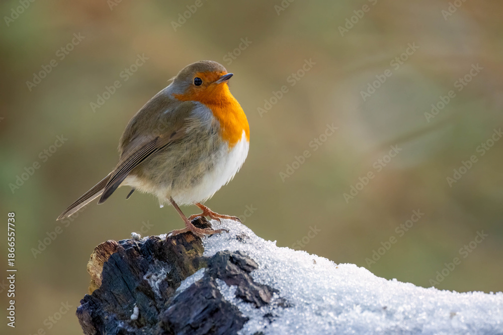 Fototapeta premium Close up of a robin redbreast bird in the snow in winter