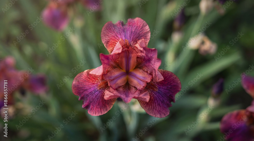 Obraz premium Digital artwork of a purple iris flower with intricate details on petals and green foliage in a garden setting during daylight