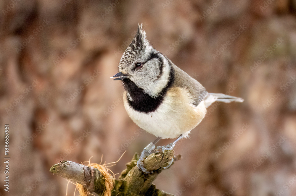 Naklejka premium Crested tit birds perched on the branch of a tree in the Scottish highlands 