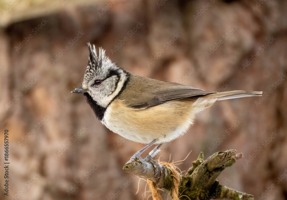 Obraz premium Crested tit birds perched on the branch of a tree in the Scottish highlands 