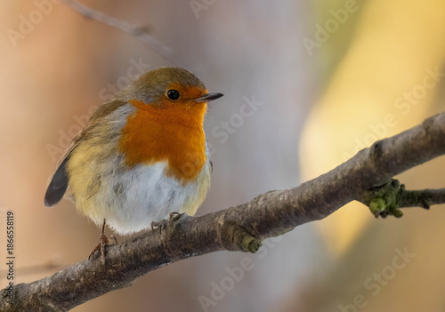 Photography Close up of a robin redbreast bird in the woodland in winter