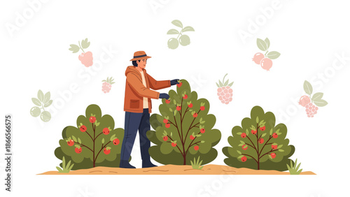 Berry Farmer Harvesting Ripe Fruits From Bushes In A Garden Or Orchard Scene