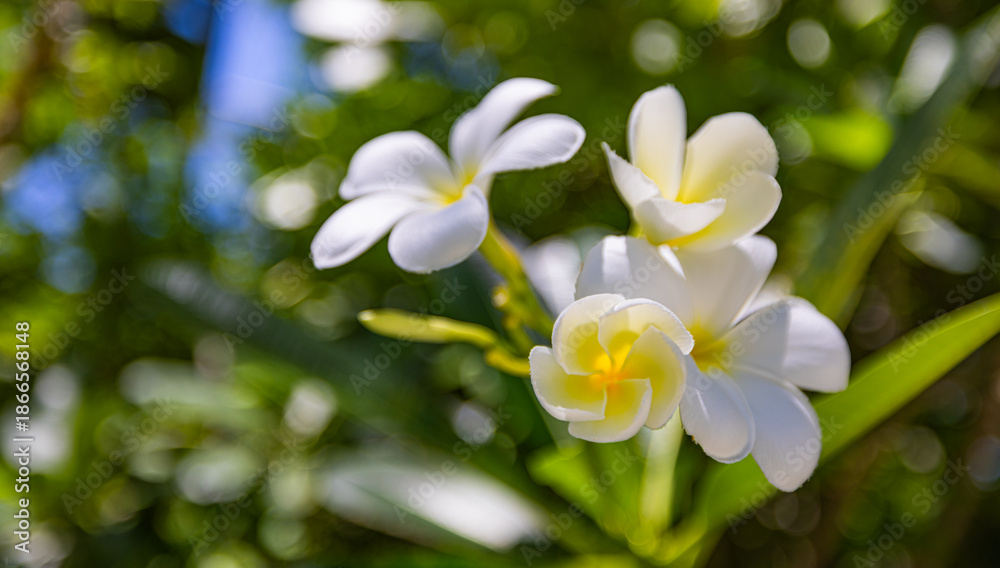 Fototapeta premium Gorgeous plumeria flower closeup sunny tropical garden with exotic white blossoms romantic peaceful serene floral background natural beauty spa wellness luxury meditation relaxation botanical paradise