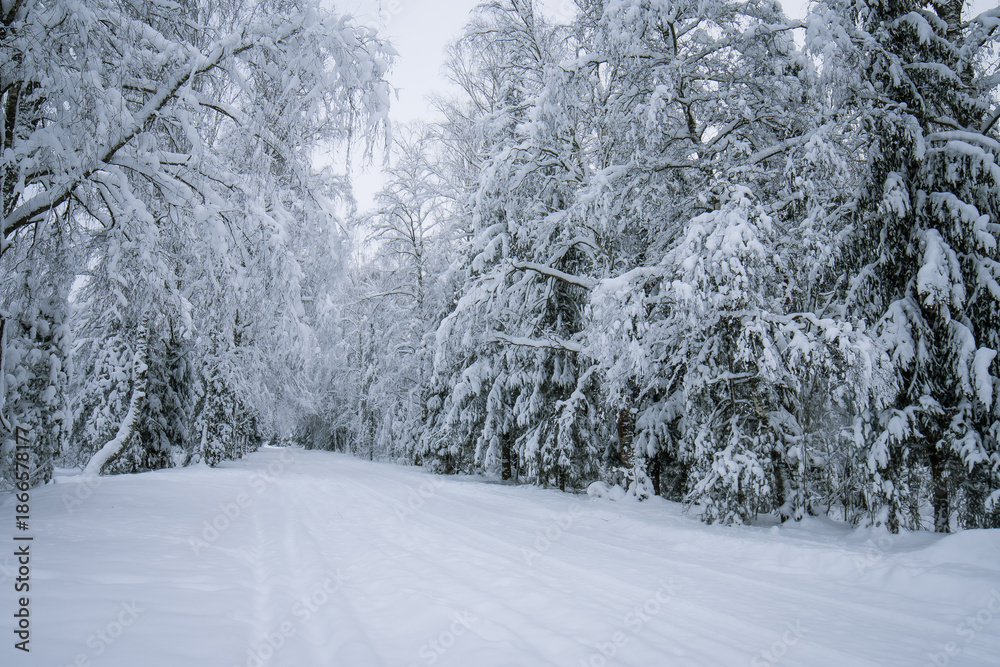 Fototapeta premium A snow-covered forest landscape in January