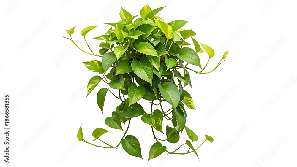 Obraz premium Lush green plant isolated on transparent background