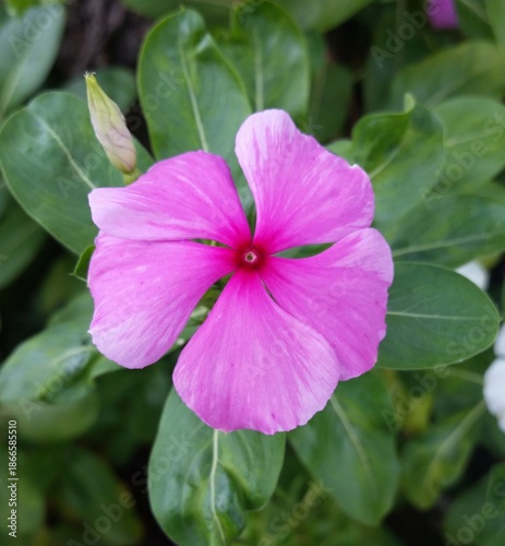 Top view of a Catharanthus roseus (bright eyes, Cape periwinkle, graveyard plant, Madagascar periwinkle, old maid, pink periwinkle, rose periwi.jpg