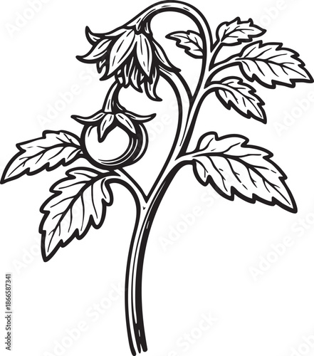 Tomato flowering plant linocut etching black and white botanical illustration for labels
