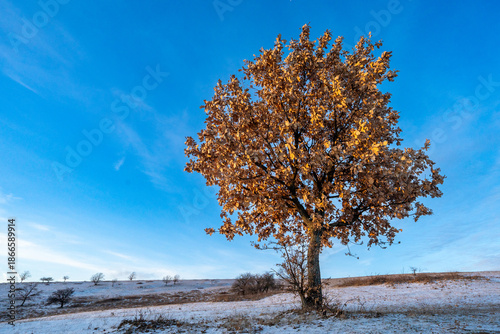 Golden Oak Tree in Snowy Winter Landscape Under Clear Blue SkyGolden Oak Tree in Snowy Winter Landscape Under Clear Blue Sky