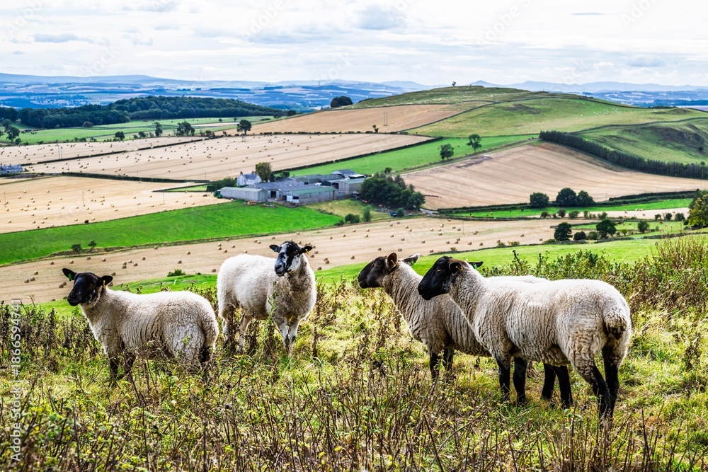 Fototapeta premium Sheeps on Scotish fields and farms, Southeast Scotland, UK