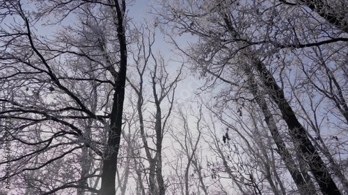 Panning shot of frost covered tree branches against blue sky, 4K