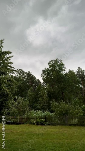 fierce wind shakes the trees before a hurricane